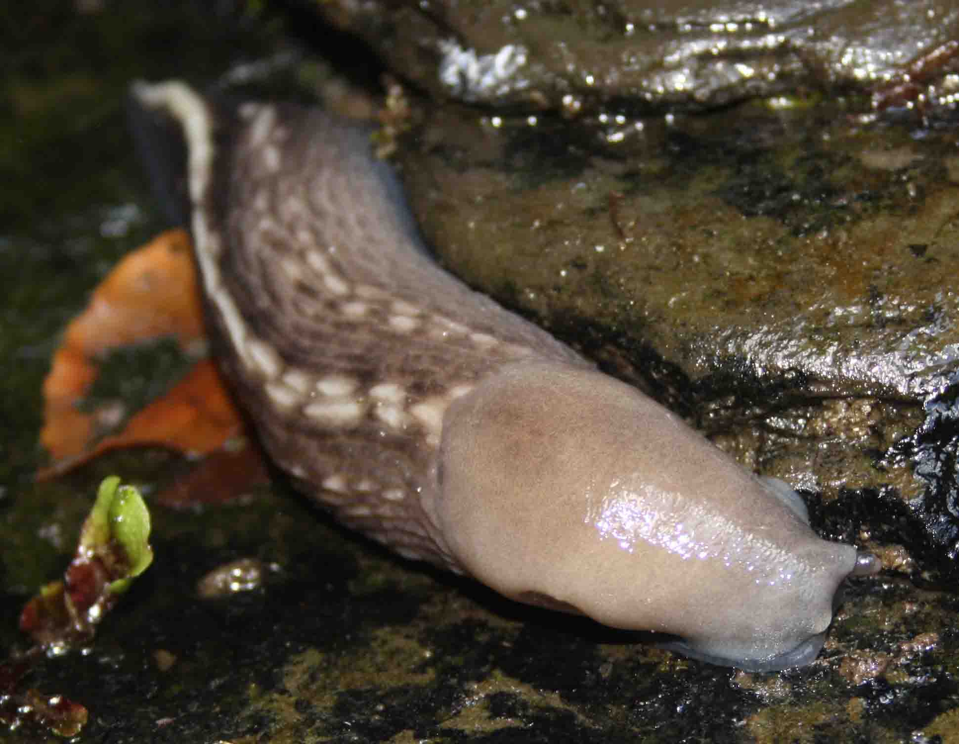 Limax aldrovandi Moquin-Tandon 1855 da Corno alle Scale (BO)